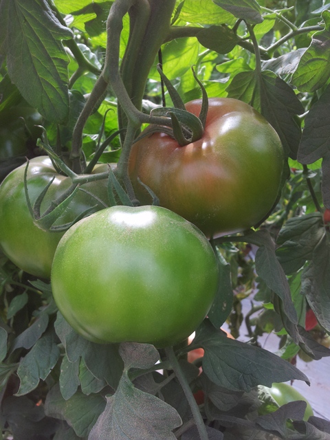 Indeterminate Round tomato 850-303 p1